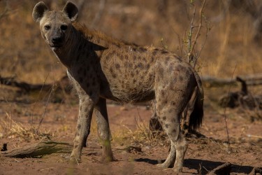 AI6I9726 Hyena Matusadona NP Zimbabwe