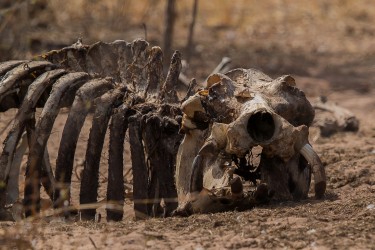 AI6I9733 Hippo Kill Hyena Matusadona NP Zimbabwe
