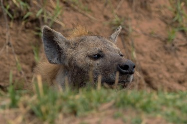 AI6I9736 Hyena Matusadona NP Zimbabwe