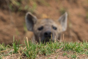 AI6I9745 Hyena Matusadona NP Zimbabwe