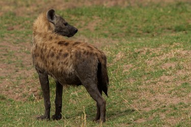 AI6I9750 Hyena Matusadona NP Zimbabwe