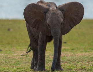 AI6I97601 Elephant Matusadona NP Zimbabwe