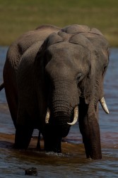 AI6I9794 Elephant Matusadona NP Zimbabwe