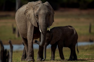 AI6I9810 Elephant Matusadona NP Zimbabwe