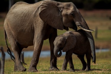 AI6I9814 Elephant Matusadona NP Zimbabwe