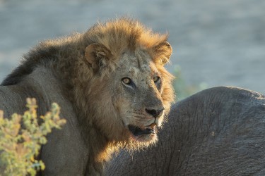 AI6I0254 Lion Kavinga Mana Pools North Zambia