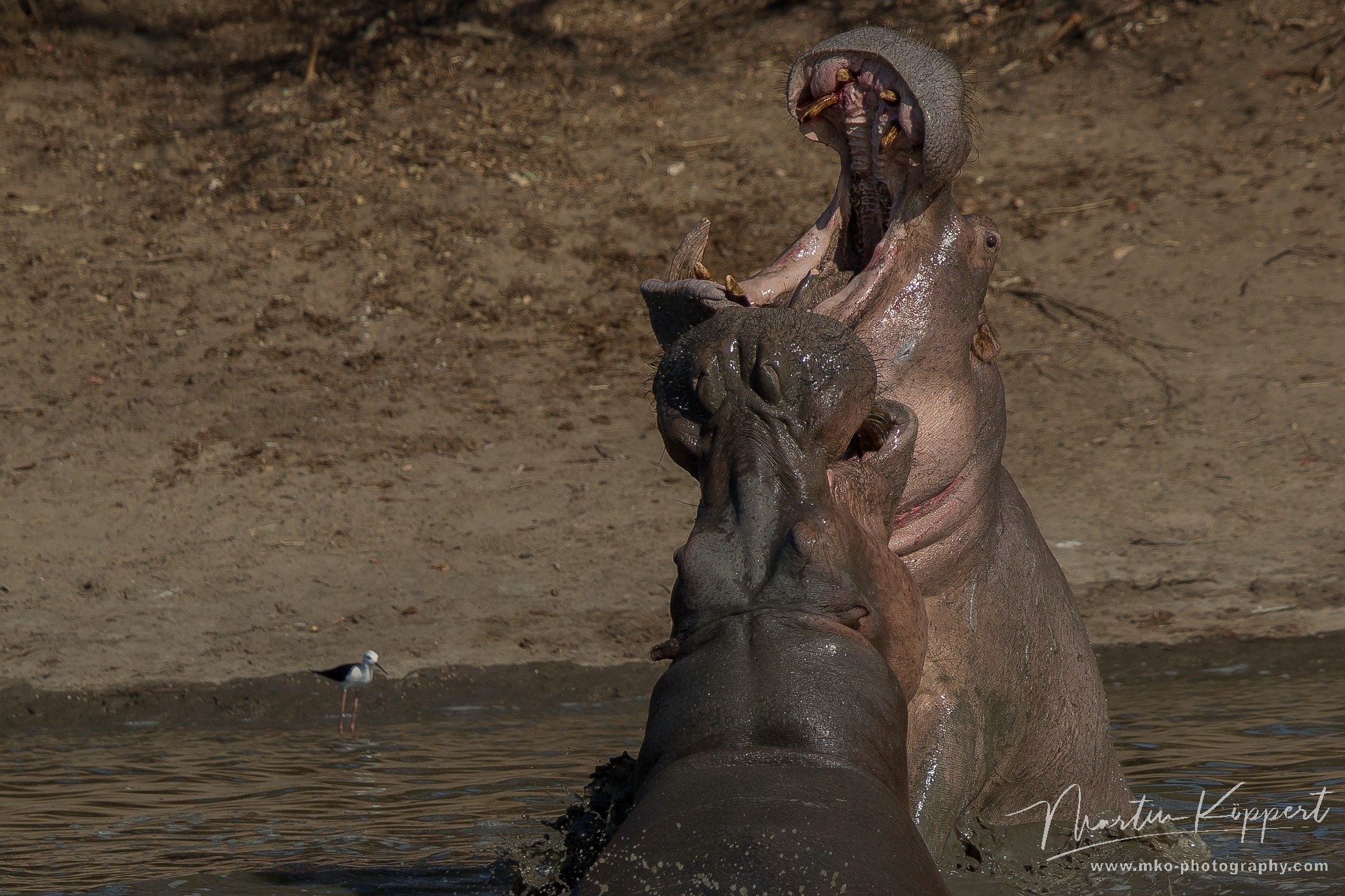 AI6I0354 Hippo Mana Pools North Zimbabwe