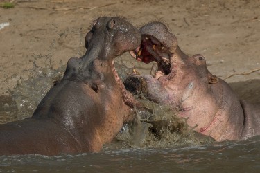AI6I0420 Hippo fight Mana Pools North Zimbabwe