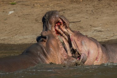 AI6I0424 Hippo fight Mana Pools North Zimbabwe