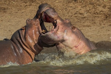 AI6I0441 Hippo fight Mana Pools North Zimbabwe