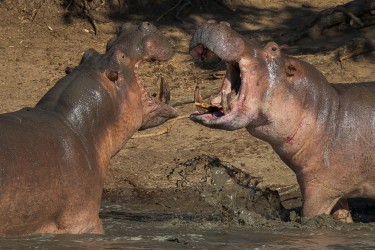 AI6I0451 Hippo fight Mana Pools North Zimbabwe