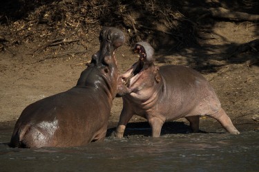 AI6I0462 Hippo Mana Pools North Zimbabwe