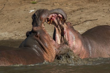 AI6I0528 Hippo fight Mana Pools North Zimbabwe