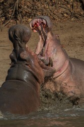 AI6I0556 Hippo fight Mana Pools North Zimbabwe