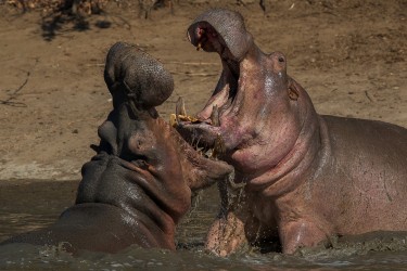 AI6I0876 Hippo fight Mana Pools North Zimbabwe