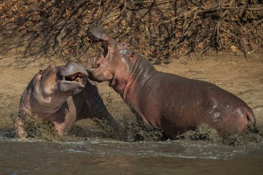 AI6I0921 Hippo fight Mana Pools North Zimbabwe