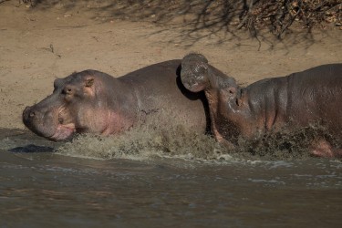 AI6I0923 Hippo Mana Pools North Zimbabwe