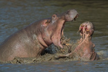 AI6I0964 Hippo fight Mana Pools North Zimbabwe