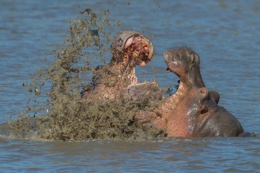 AI6I0978 Hippo fight Mana Pools North Zimbabwe