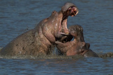 AI6I0979 Hippo Mana Pools North Zimbabwe