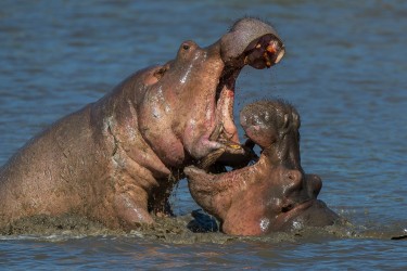 AI6I0980 Hippo fight Mana Pools North Zimbabwe