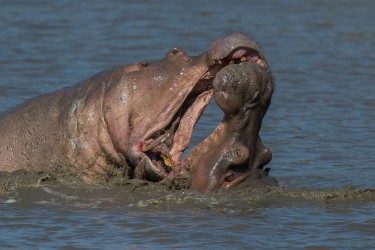 AI6I0981 Hippo fight Mana Pools North Zimbabwe