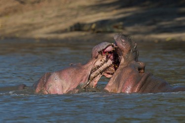 AI6I1045 Hippo fight Mana Pools North Zimbabwe