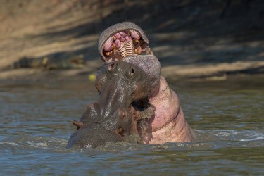 AI6I1055 Hippo fight Mana Pools North Zimbabwe