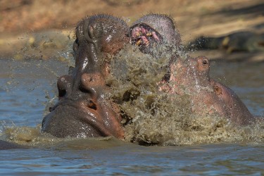AI6I1100 Hippo fight Mana Pools North Zimbabwe