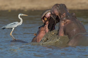 AI6I1128 Hippo fight Mana Pools North Zimbabwe