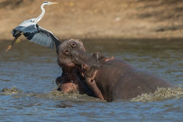 AI6I1130 Hippo fight Mana Pools North Zimbabwe