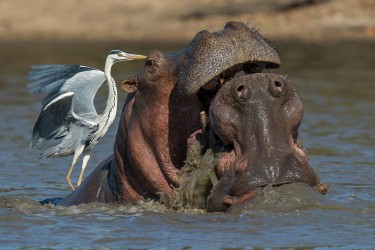 AI6I1141 Hippo fight Mana Pools North Zimbabwe