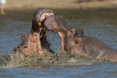 AI6I1185 Hippo fight Mana Pools North Zimbabwe