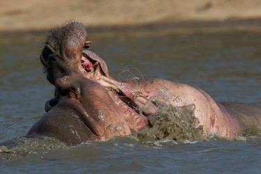 AI6I1204 Hippo fight Mana Pools North Zimbabwe