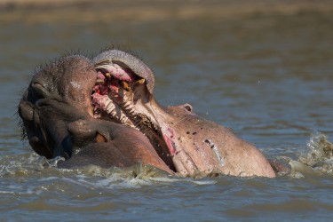 AI6I1210 Hippo fight Mana Pools North Zimbabwe