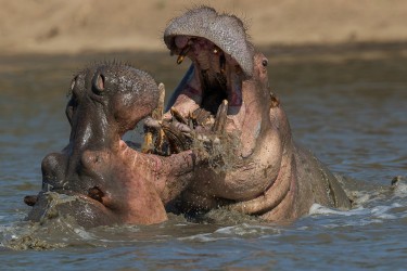 AI6I1220 Hippo fight Mana Pools North Zimbabwe
