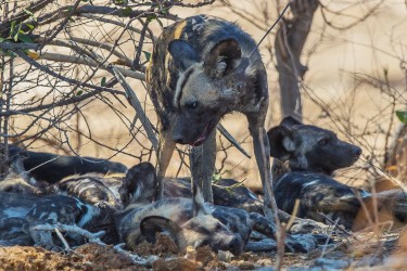 AI6I1348 Wild dog Mana Pools North Zimbabwe