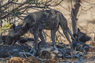 AI6I1354 Wild dog Mana Pools North Zimbabwe