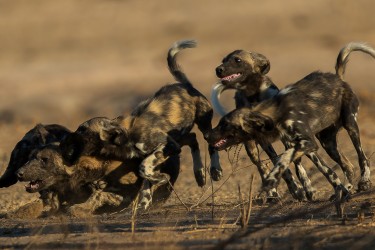 AI6I1640 Wild dog Mana Pools North Zimbabwe