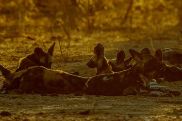 AI6I1839 1 Wild dog Mana Pools North Zimbabwe