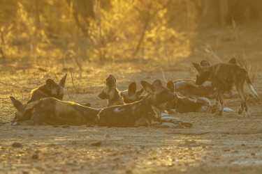 AI6I1839 Wild dog Mana Pools North Zimbabwe