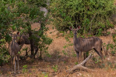 8R2A2165 Kudu female Gonarezhou NP South Zimbabwe