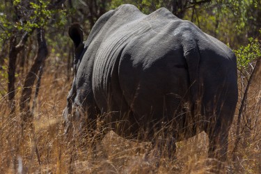 8R2A2209 White Rhino Matobo NP West Zimbabwe