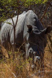 8R2A2227 White Rhino Matobo NP West Zimbabwe