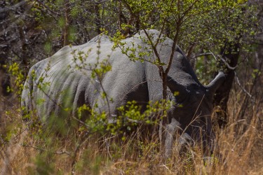 8R2A2233 White Rhino Matobo NP West Zimbabwe
