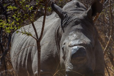 8R2A2252 White Rhino Matobo NP West Zimbabwe