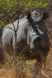 8R2A2258 White Rhino Matobo NP West Zimbabwe