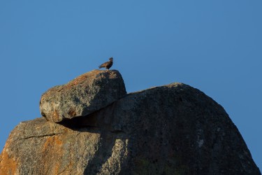 8R2A2265 Brown Snake Eagle Matobo Hill NP West Zimbabwe