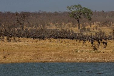 8R2A2343 Kaffir Buffalo Hwange NP Northeast Zimbabwe