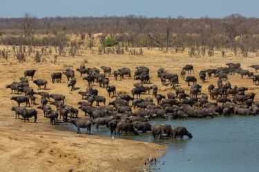 8R2A2361 Kaffir Buffalo Hwange NP Northeast Zimbabwe